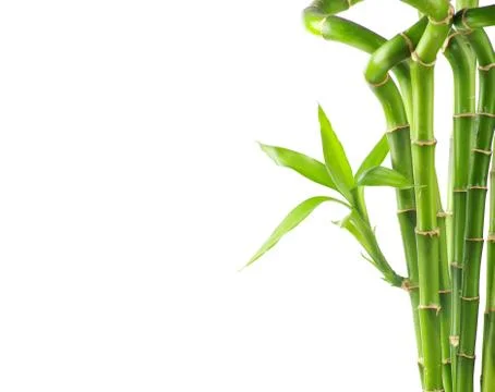 Bamboo Stock Photos