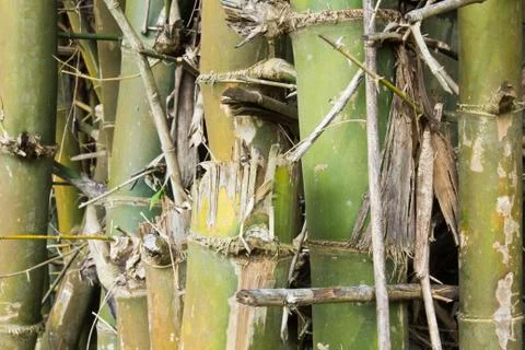 Bamboo Stock Photos