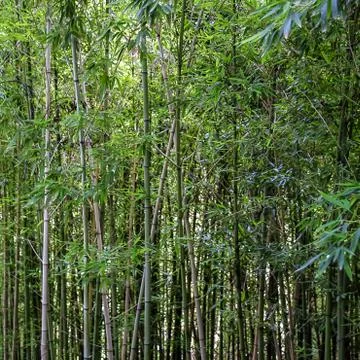 Bamboo Foto stock