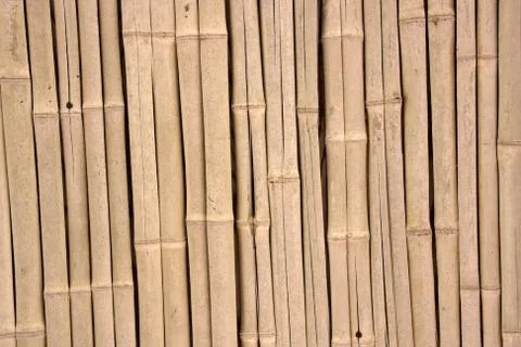 Bamboo Stock Photos