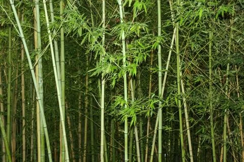 Bamboo Foto stock