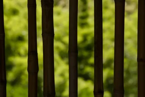 Bamboo Stock Photos