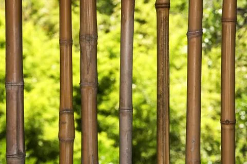 Bamboo Stock Photos