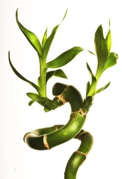 Bamboo Stock Photos