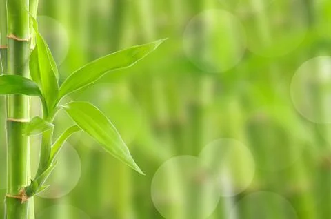 Bamboo Stock Photos