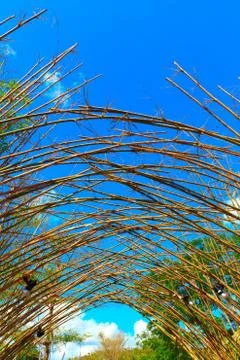 Bamboo Stock Photos