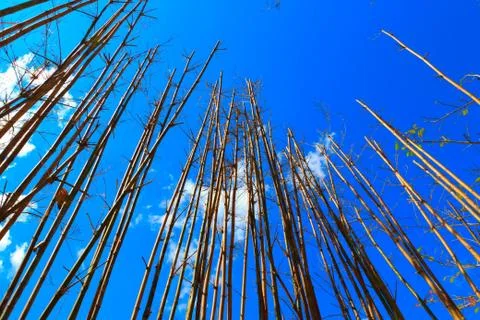 Bamboo Stock Photos