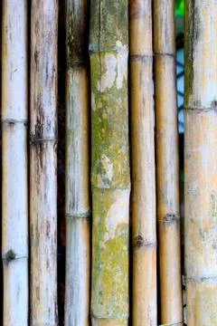 Bamboo Stock Photos