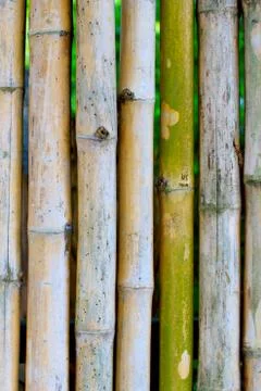 Bamboo Foto stock