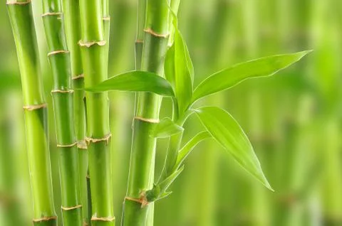 Bamboo Stock Photos