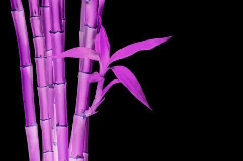 Bamboo Stock Photos