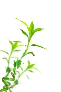 Bamboo Foto stock