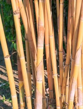 Bamboo Foto stock