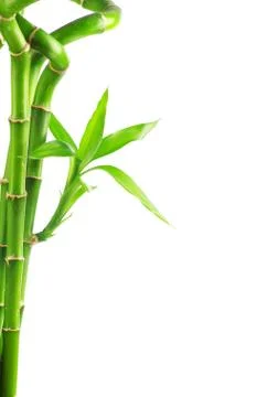 Bamboo Stock Photos