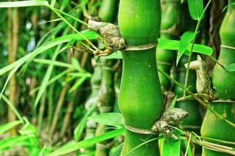 Bamboo Stock Photos