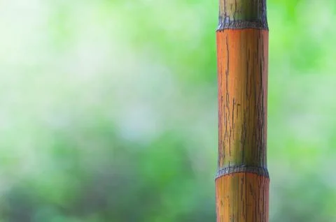 Bamboo Stock Photos