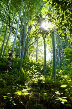 Bamboo Stock Photos