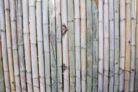 Bamboo Stock Photos
