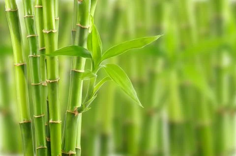 Bamboo Stock Photos
