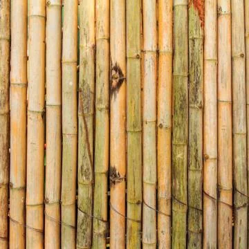 Bamboo Stock Photos