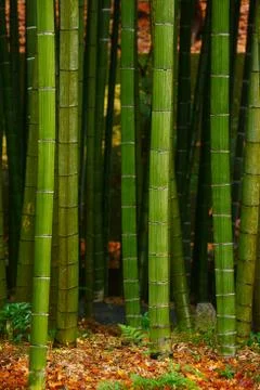 Bamboo Stock Photos
