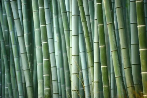 Bamboo Stock Photos
