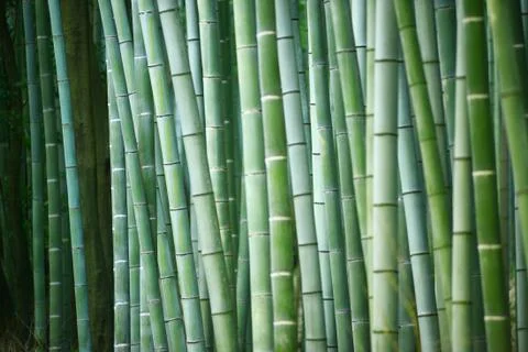 Bamboo Stock Photos