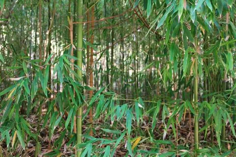 Bamboo Stock Photos