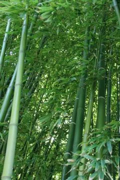 Bamboo Stock Photos