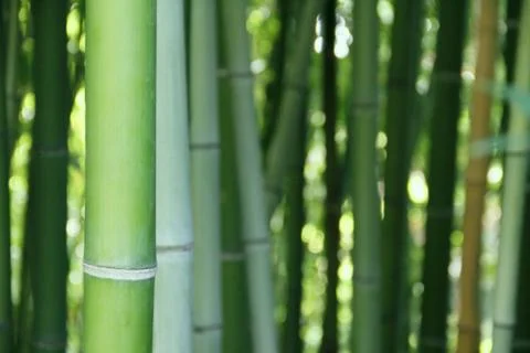 Bamboo Stock Photos