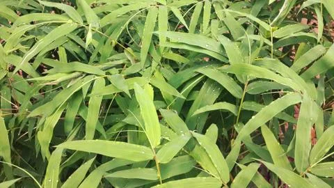Bamboo Stock Photos
