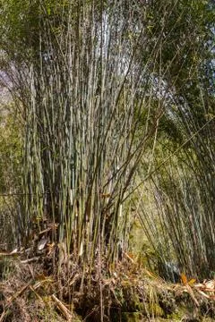 Bamboo Foto stock