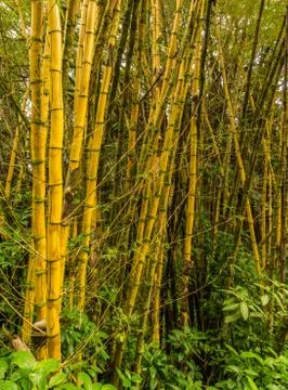 Bamboo Stock Photos