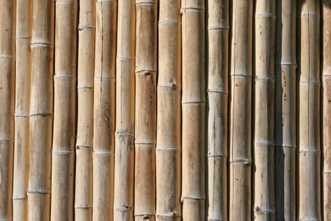 Bamboo Photos