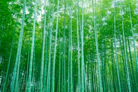 Bamboo Stock Photos