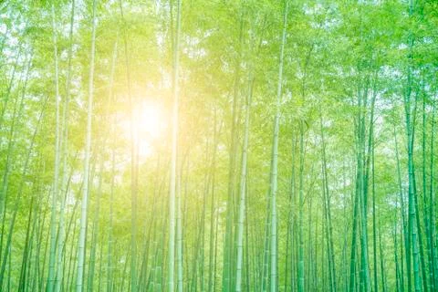 Bamboo Stock Photos