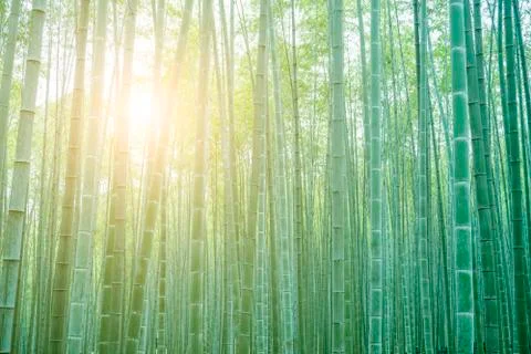 Bamboo Stock Photos