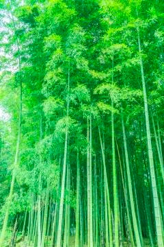 Bamboo Stock Photos