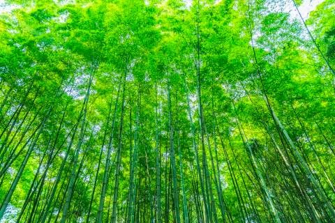 Bamboo Stock Photos