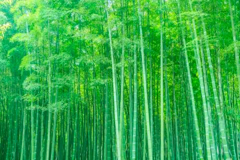 Bamboo Stock Photos