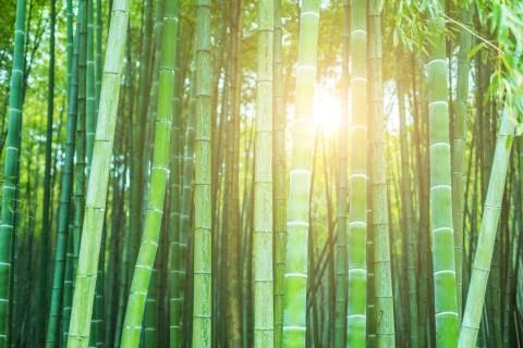 Bamboo Stock Photos