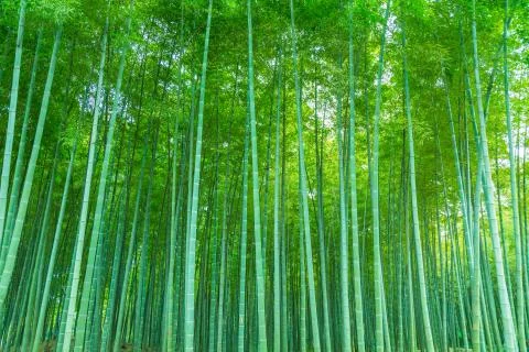 Bamboo Stock Photos