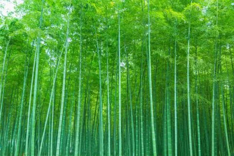 Bamboo Stock Photos