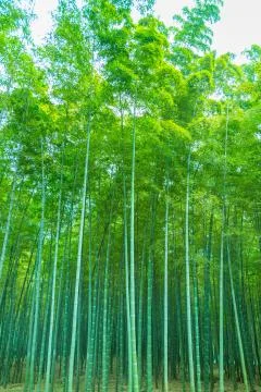 Bamboo Stock Photos