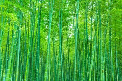 Bamboo Stock Photos