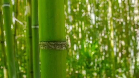 Bamboo Foto stock