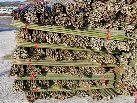 Bamboo Stock Photos