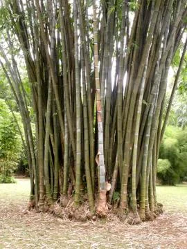 Bamboo Stock Photos