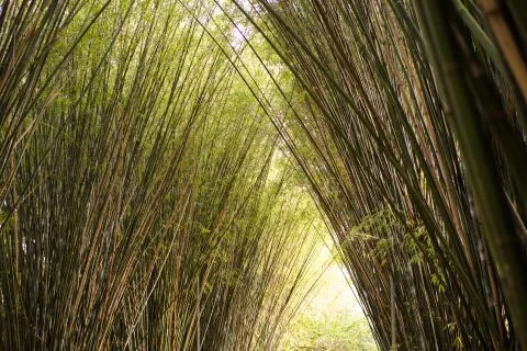 Bamboo Stockfoto's