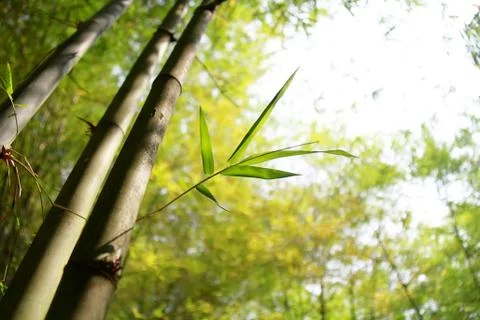 Bamboo Stock Photos
